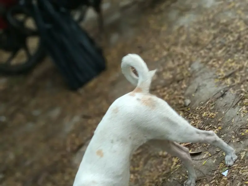samyukta kennels, photo 5