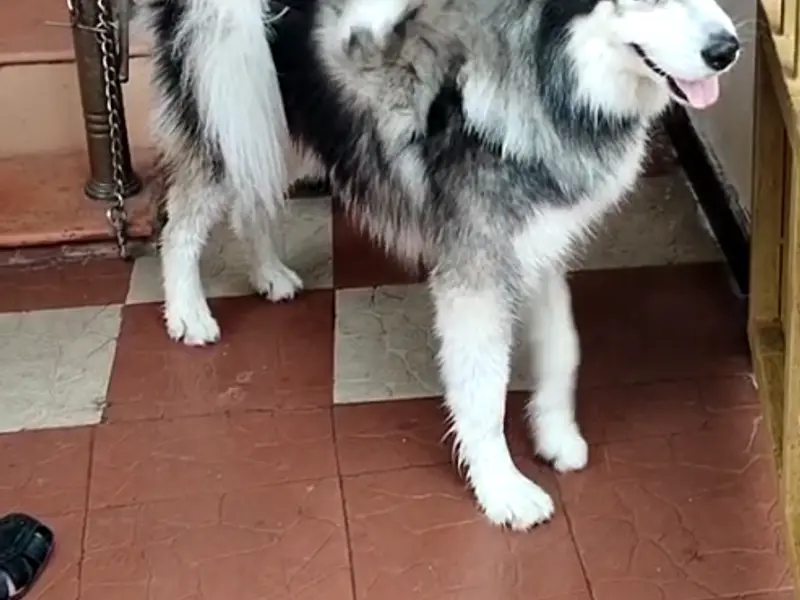Zutail | Pet Grooming | Doorstep Pet Grooming Services in Chennai | Villivakkam, photo 2