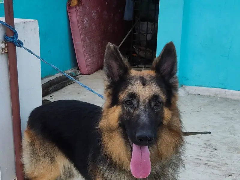 Zutail | Pet Grooming | Doorstep Pet Grooming Services in Chennai | Villivakkam, photo 3