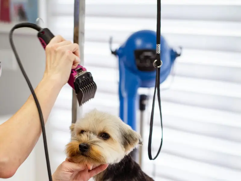 Zutail | Pet Grooming | Doorstep Pet Grooming Services in Chennai | Villivakkam, photo 4