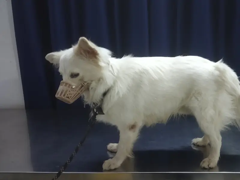 Achus petclinic, photo 3