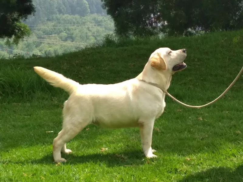 leodor kennel, photo 2