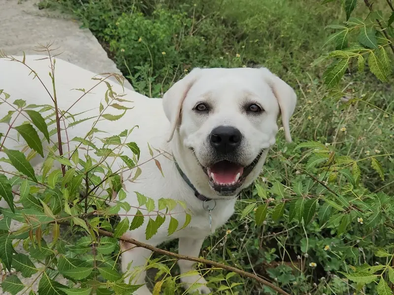 leodor kennel, photo 3