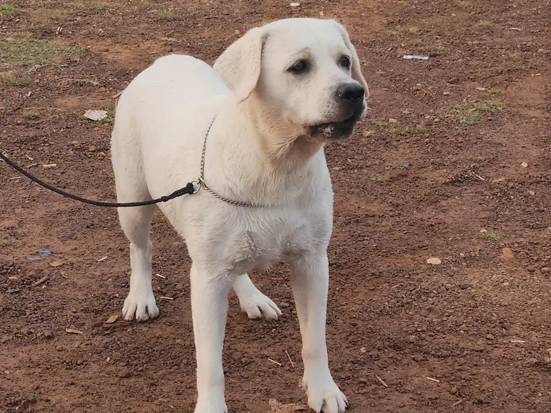 leodor kennel, photo 4