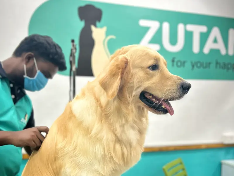 ZUTAIL | PET GROOMING SHOP | VIRUGAMBAKKAM, photo 2