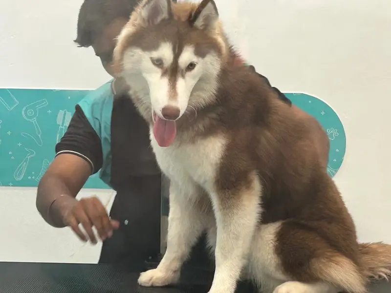 ZUTAIL | PET GROOMING SHOP | VIRUGAMBAKKAM, photo 3