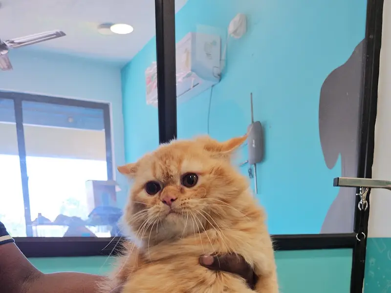 ZUTAIL | PET GROOMING SHOP | VIRUGAMBAKKAM, photo 4