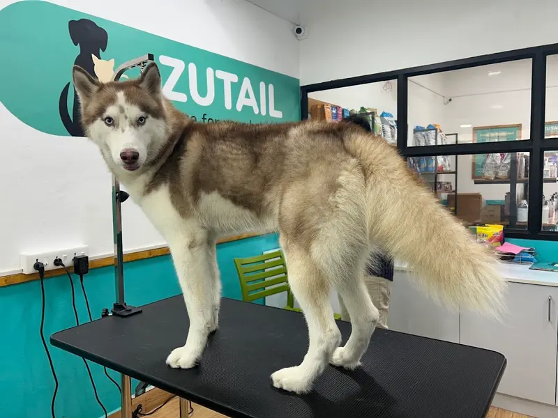 ZUTAIL | PET GROOMING SHOP | VIRUGAMBAKKAM, photo 5