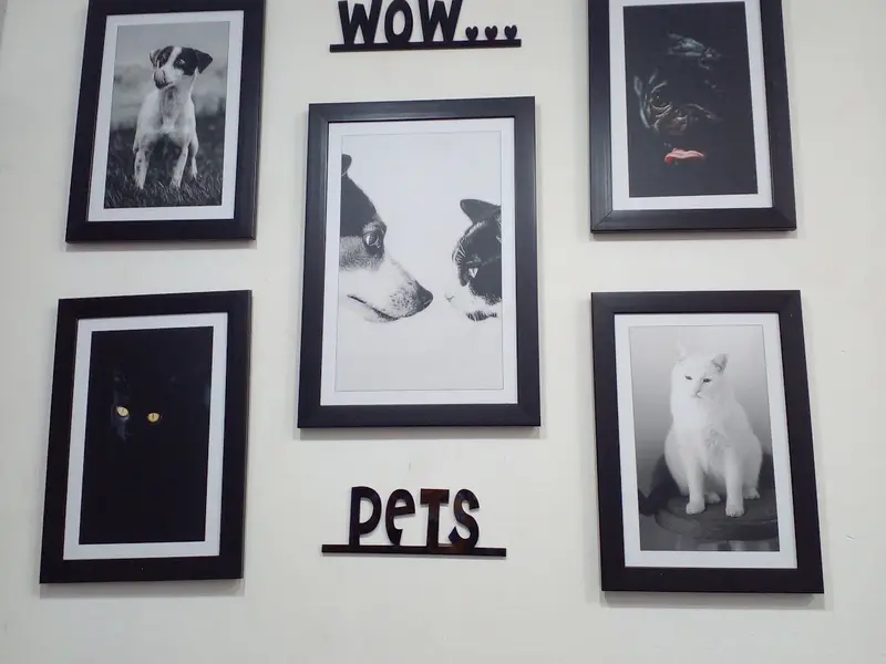 Wow Pets, photo 4