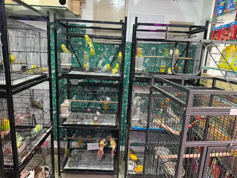 Chennai Pets Mart ( Elite - Old Washermenpet Branch ), photo 4