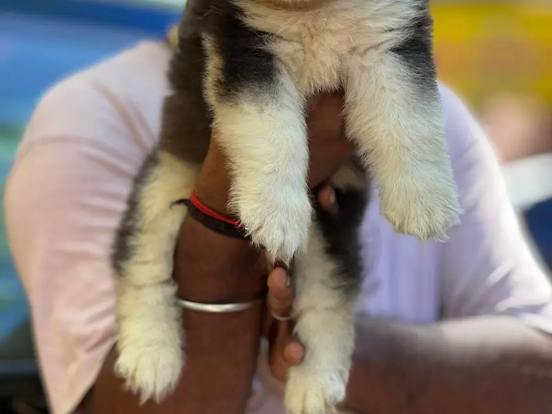 Genuine Pets Chennai, photo 2