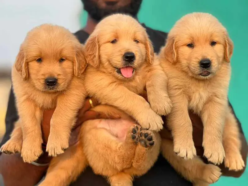 Genuine Pets Chennai, photo 4