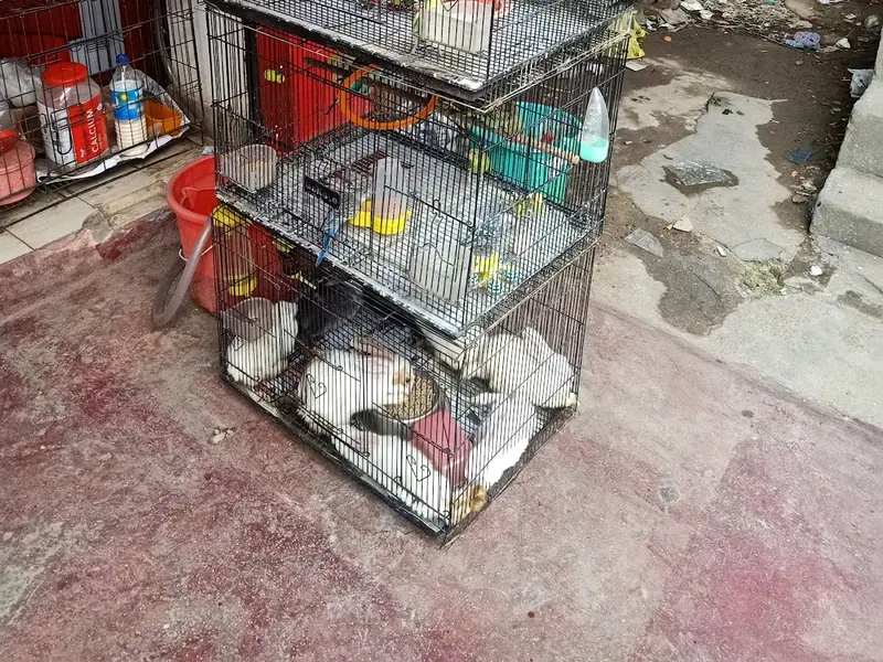 GV PET SHOP, photo 2