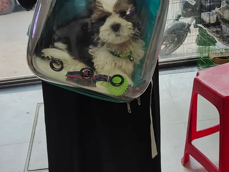 GV PET SHOP, photo 5