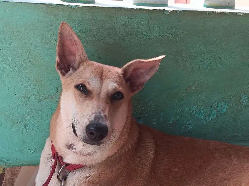 Dr Choudhary's Pet Clinic, photo 3