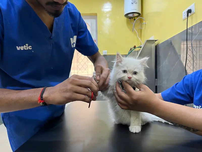 Vetic Pet Clinic Anand Vihar, photo 2