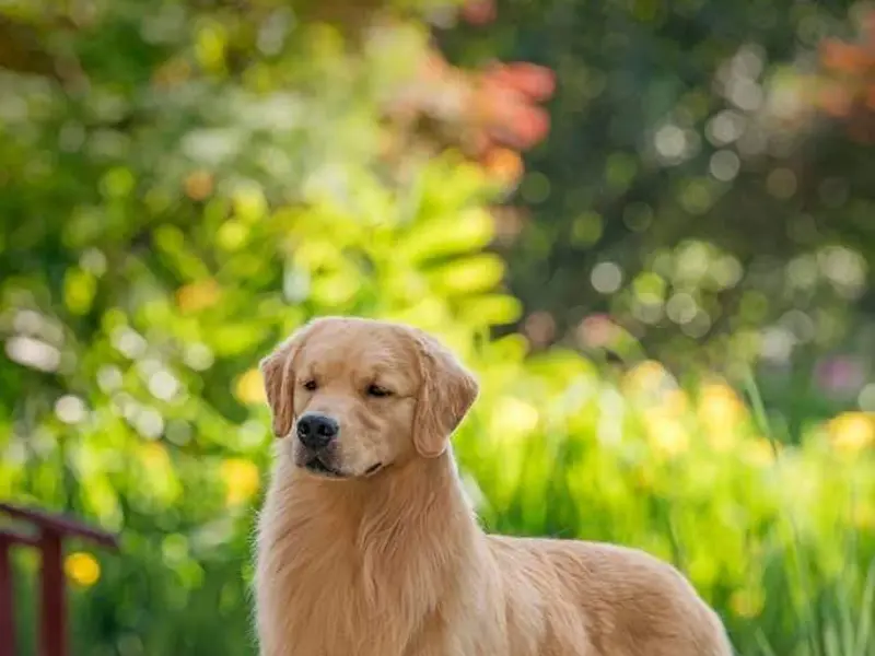 Golden Pups, photo 2
