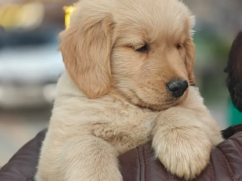 Golden Pups, photo 3