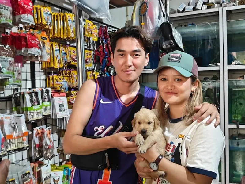 Golden Pups, photo 4