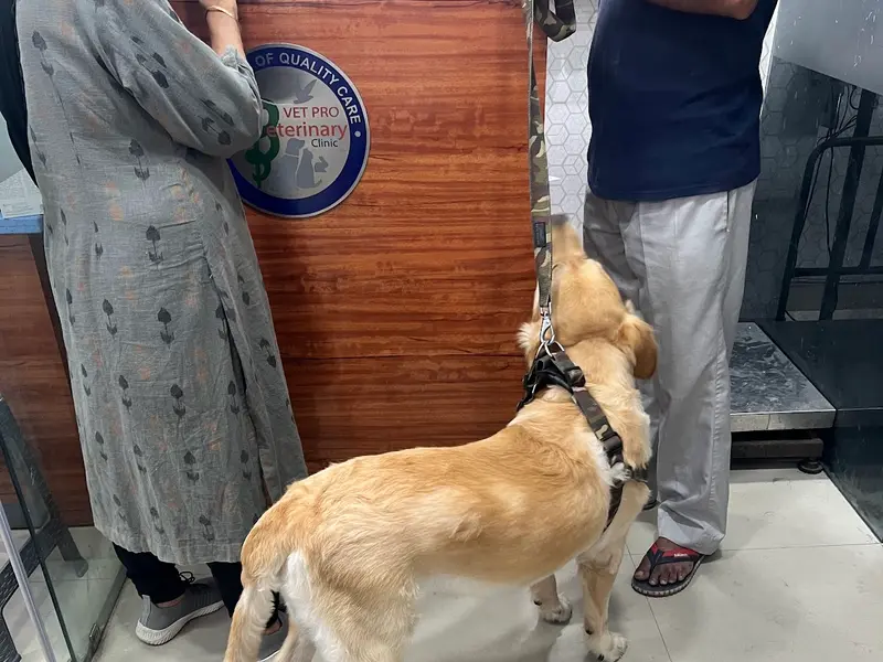 VET PRO Kumar's Dog & Cat Clinic, photo 2