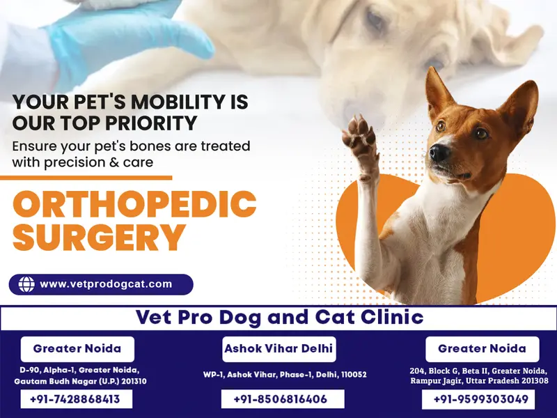 VET PRO Kumar's Dog & Cat Clinic, photo 3