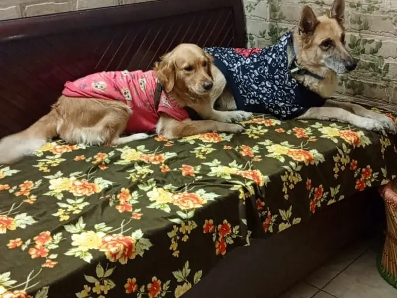 Sniff and paws pet boarding, hostel and daycare center, photo 3
