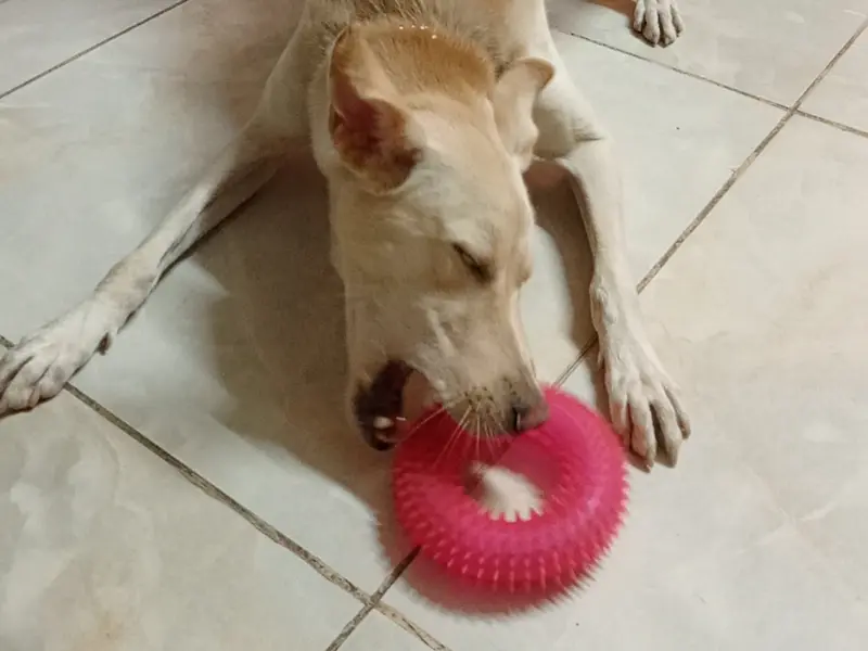Sniff and paws pet boarding, hostel and daycare center, photo 4