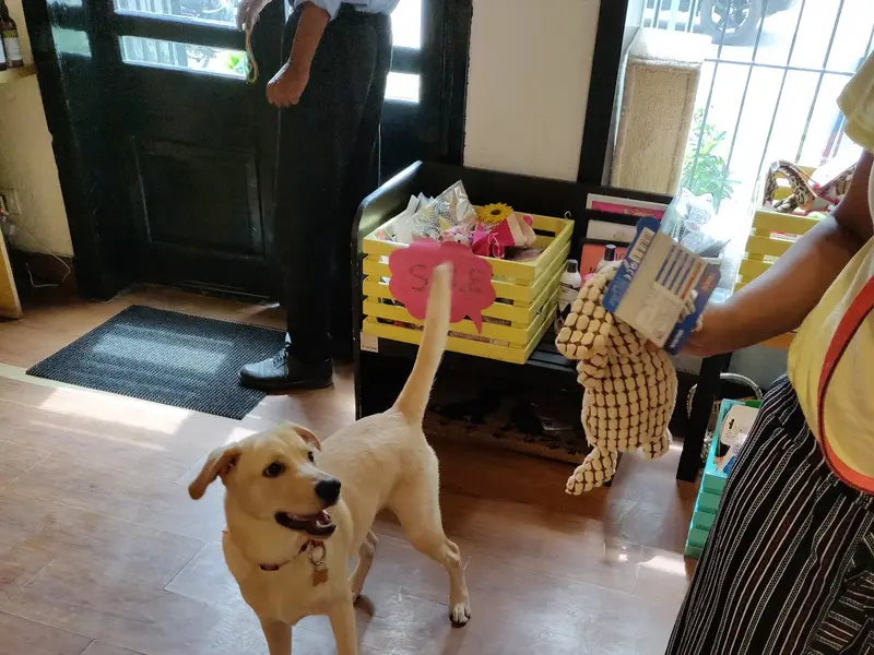 Heads Up For Tails Pet Supply Store And Spa | Chattarpur, New Delhi, photo 4
