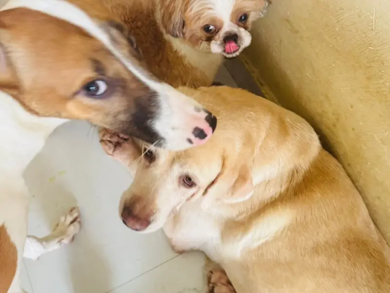 High Paws - Pet Boarding and Daycare in Chhattarpur, photo 2
