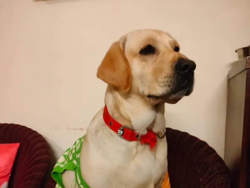 High Paws - Pet Boarding and Daycare in Chhattarpur, photo 3