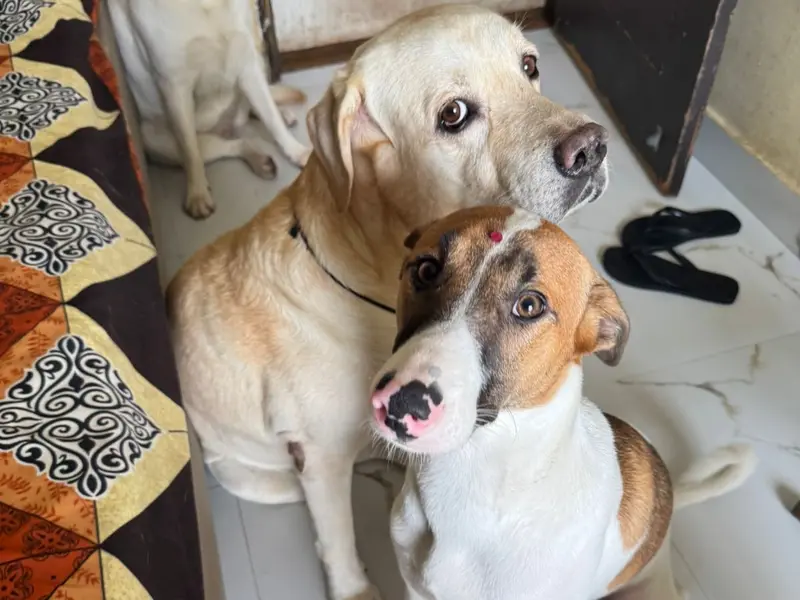 High Paws - Pet Boarding and Daycare in Chhattarpur, photo 5