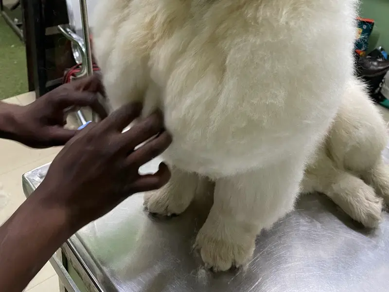 Little Paw's Vet Clinic, photo 3