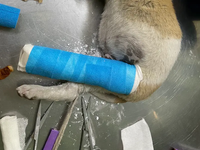 Little Paw's Vet Clinic, photo 4