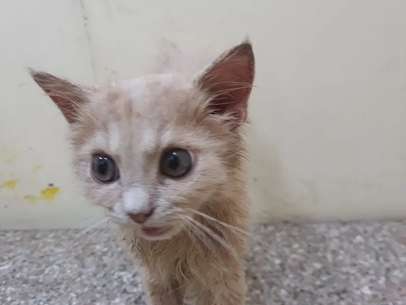 STAR VET MULTISPECIALITY PET HEALTHCARE, photo 2