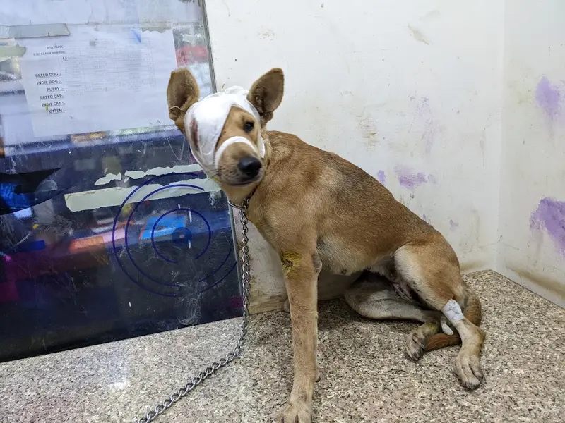 STAR VET MULTISPECIALITY PET HEALTHCARE, photo 3