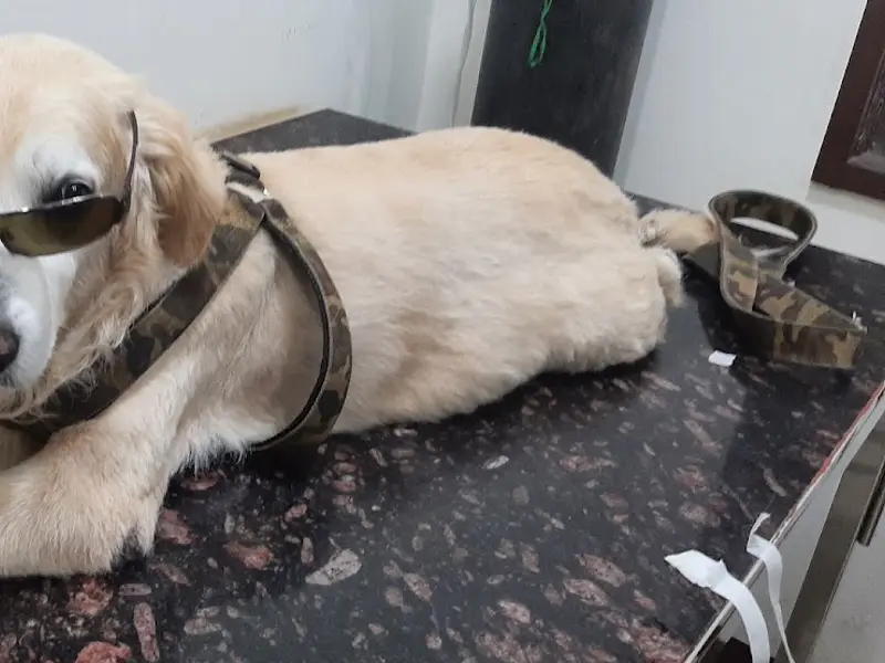 STAR VET MULTISPECIALITY PET HEALTHCARE, photo 5