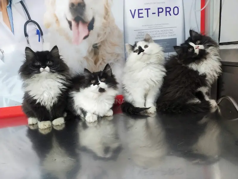 Unique Pet Care Clinic, photo 4