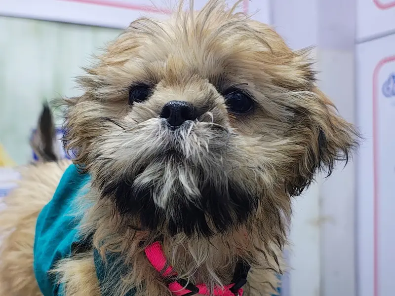 Unique Pet Care Clinic, photo 5