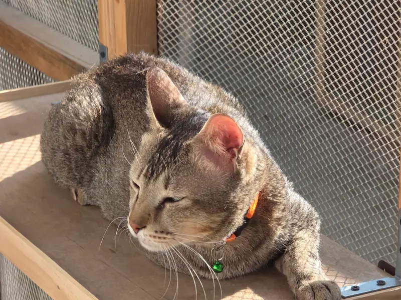 Furrever Cat Boarding, photo 3
