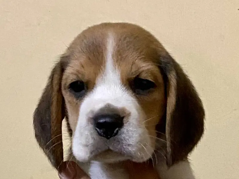 Blue Bell Beagles, photo 2