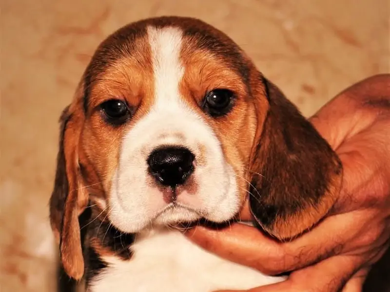 Blue Bell Beagles, photo 4