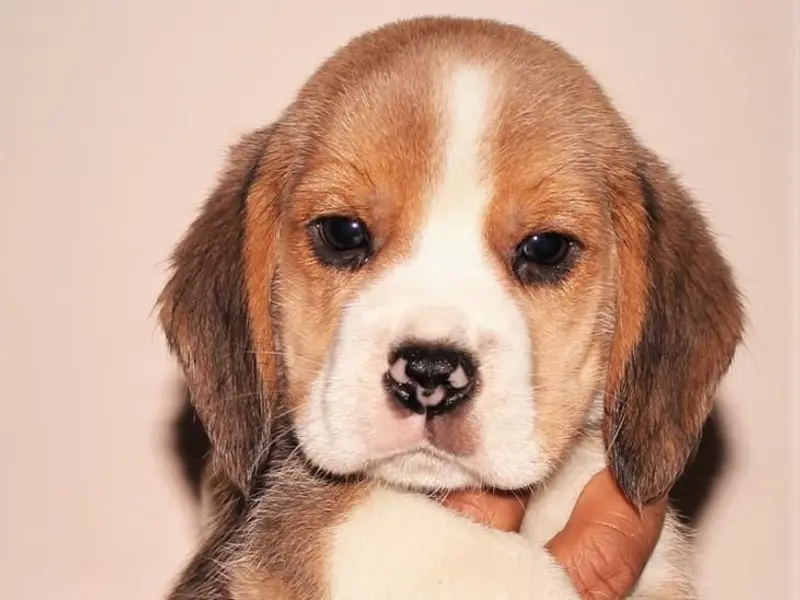 Blue Bell Beagles, photo 5