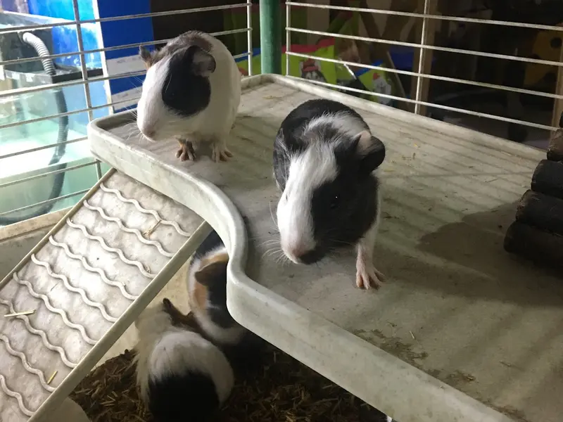 Companion The Ultimate Pet Store !! Pet Shop in Dwarka !!, photo 4