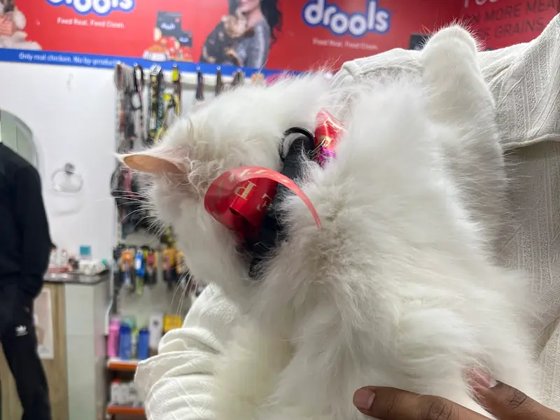 Creative Pet Care - Pet Shop & Grooming Salon | Pet Food in Dwarka | Pet Snacks in Dwarka | Pet Shop in Dwarka, photo 4