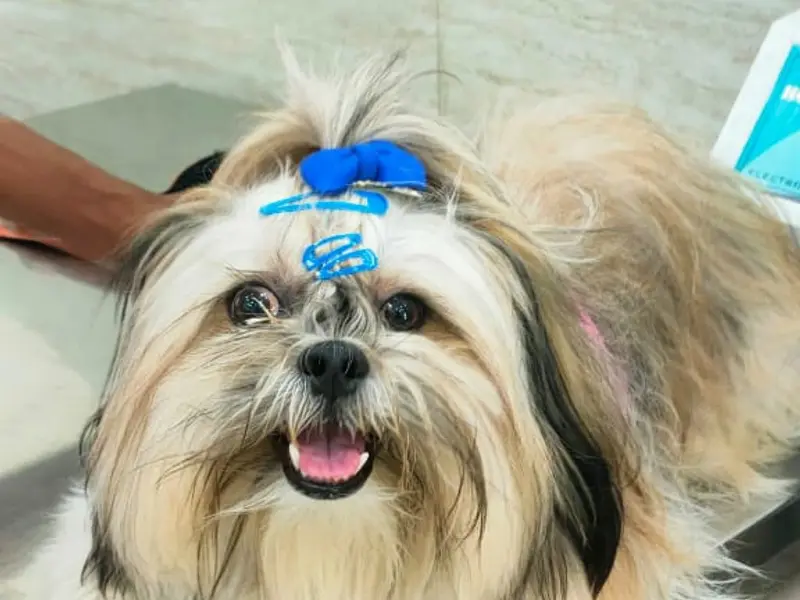 Cure and care pet clinic, photo 2