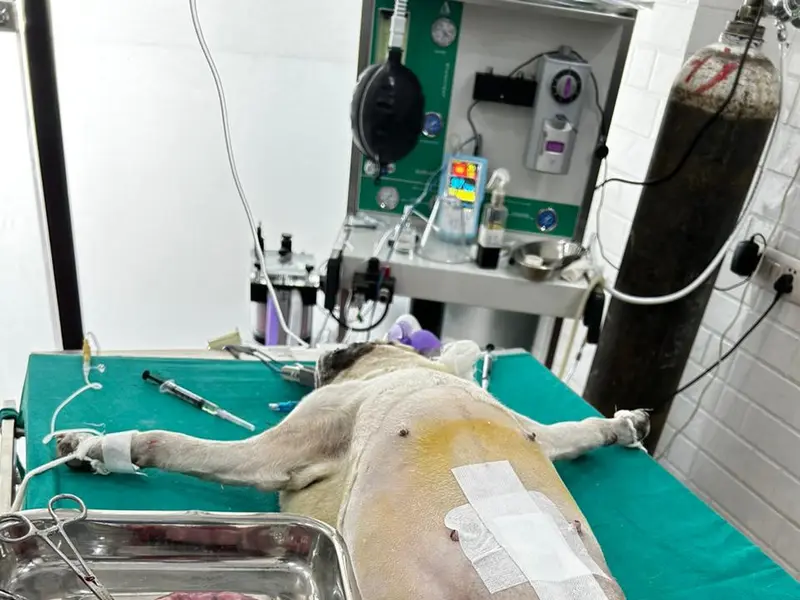 Cure and care pet clinic, photo 4
