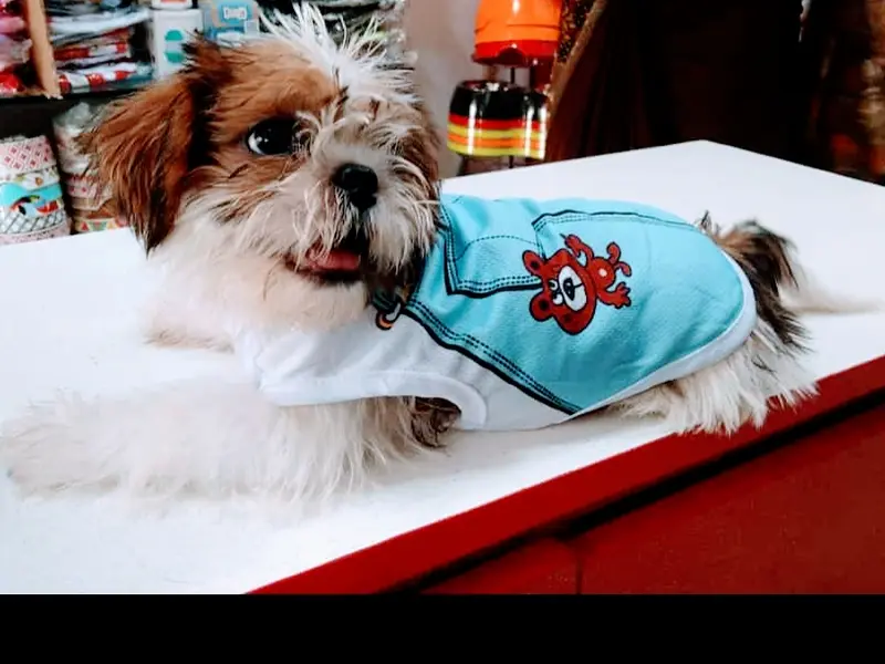 Cure and care pet clinic, photo 5