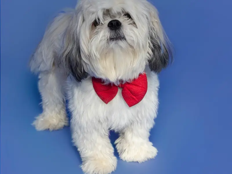 DeePet Services - Vet Doctor, photo 5