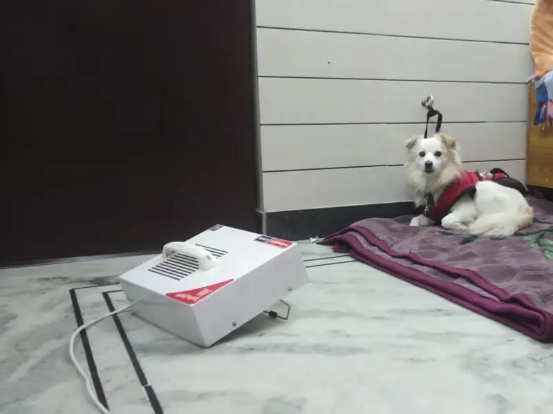 Dog Boarding Home Nirmala Ji, photo 2