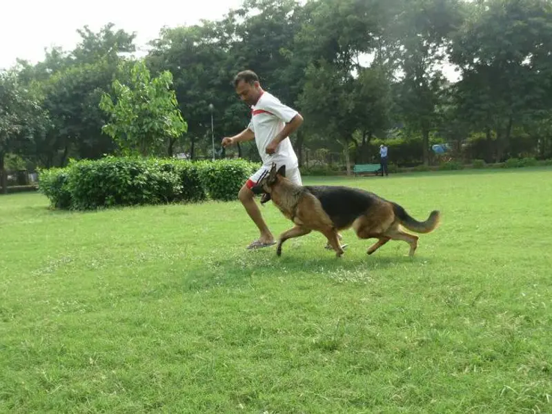 Dog Boarding Home Nirmala Ji, photo 5